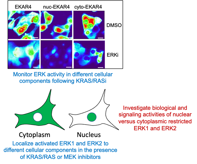 klomp-lab-ERK-project.png